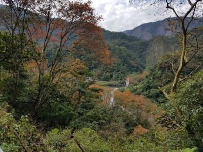 鳩之澤自然步道冬日限定之楓紅美景